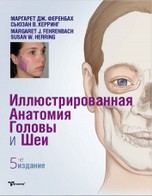 Иллюстрированная анатомия головы и шеи
